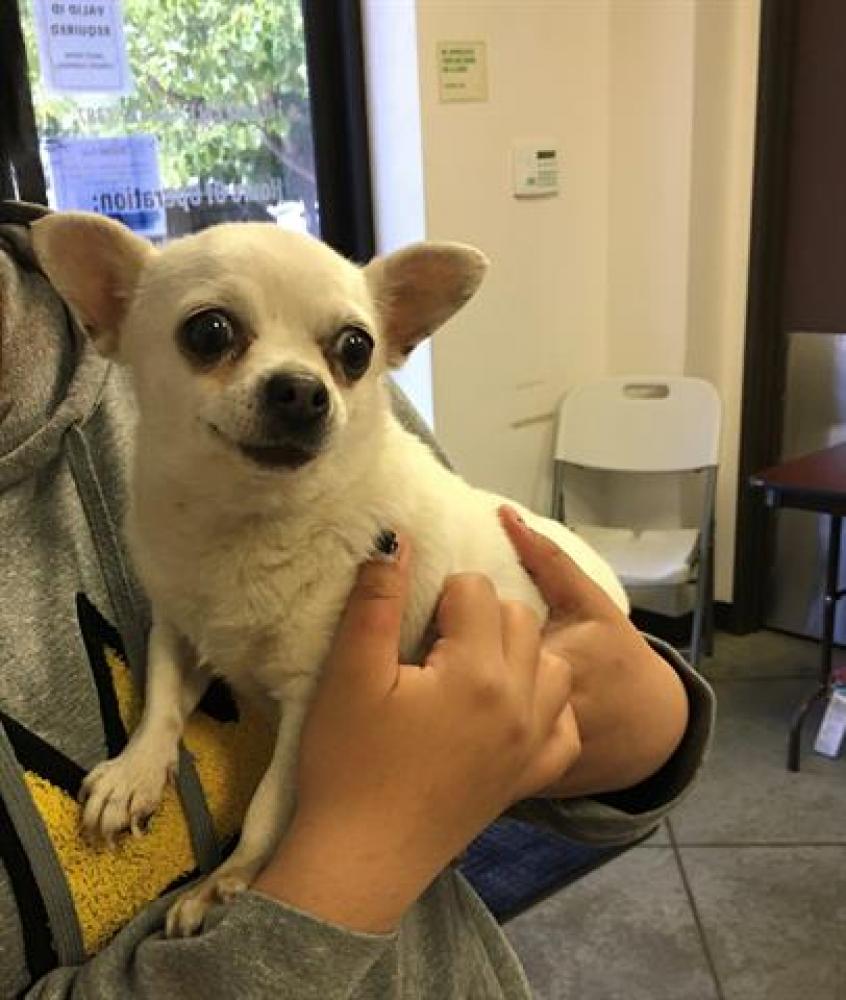 Shelter Stray Female Dog last seen S.H ST/PACHECO RD, BAKERSFIELD, CA, Bakersfield, CA 93307