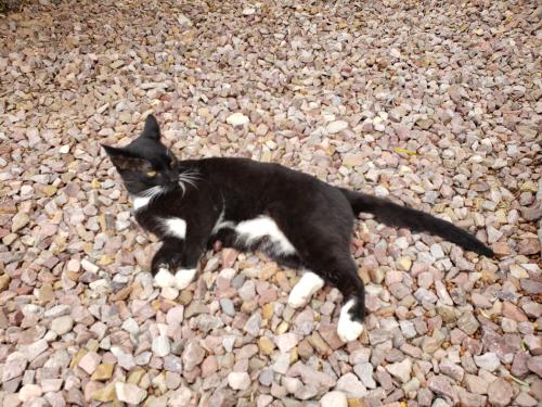 Lost Male Cat last seen 35th Avenue and Pinnacle Peak Rd., Phoenix, AZ 85027