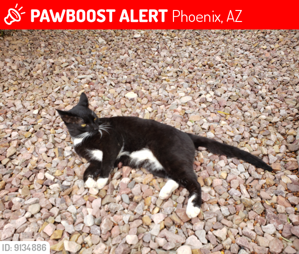 Lost Male Cat last seen 35th Avenue and Pinnacle Peak Rd., Phoenix, AZ 85027