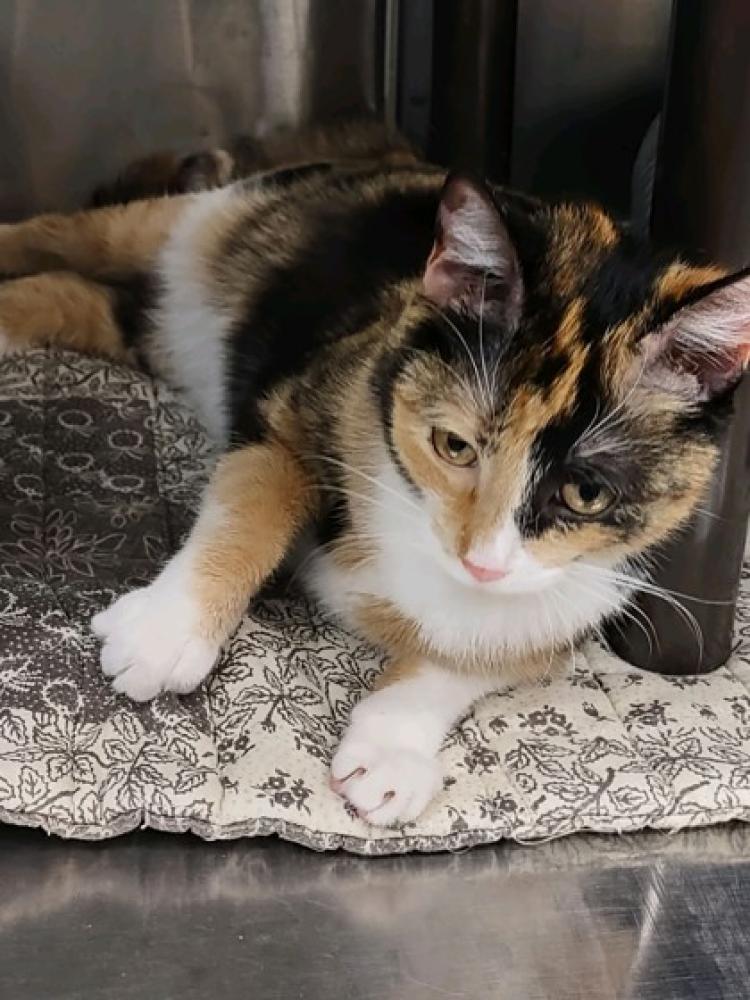 Shelter Stray Female Cat last seen Vienna, VA 22180, Hartland Rd & Harte Pl, Fairfax County, VA, Fairfax, VA 22032