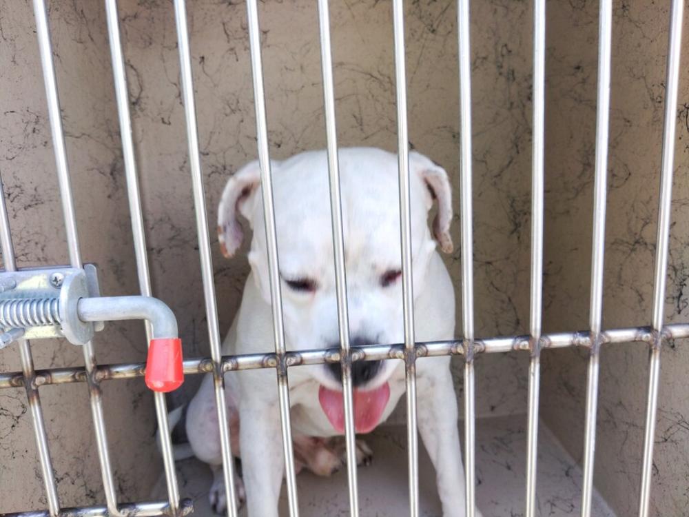Shelter Stray Male Dog last seen Near Saint Jacques Street, CARENCRO, LA, 70520, Lafayette, LA 70507
