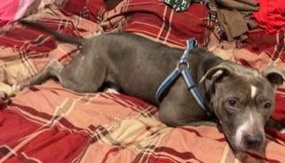 Shelter Stray Male Dog last seen HOG EYE ROAD AND FM 973, Austin, TX 78702