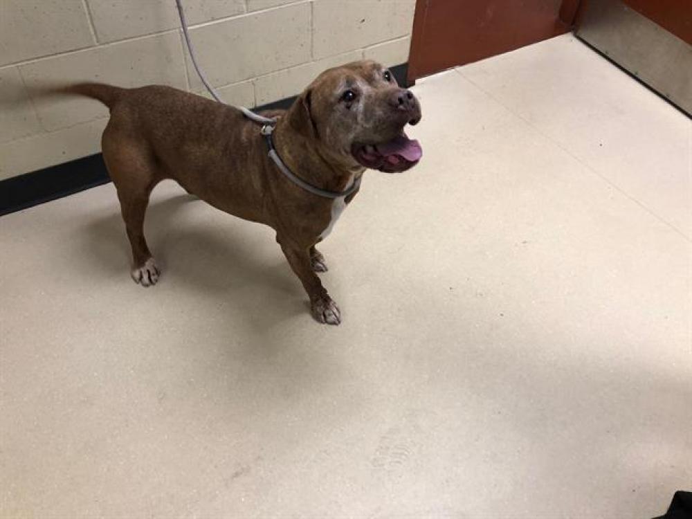 Shelter Stray Male Dog last seen Near BLOCK W CHAMBERS ST, West Milwaukee, WI 53215