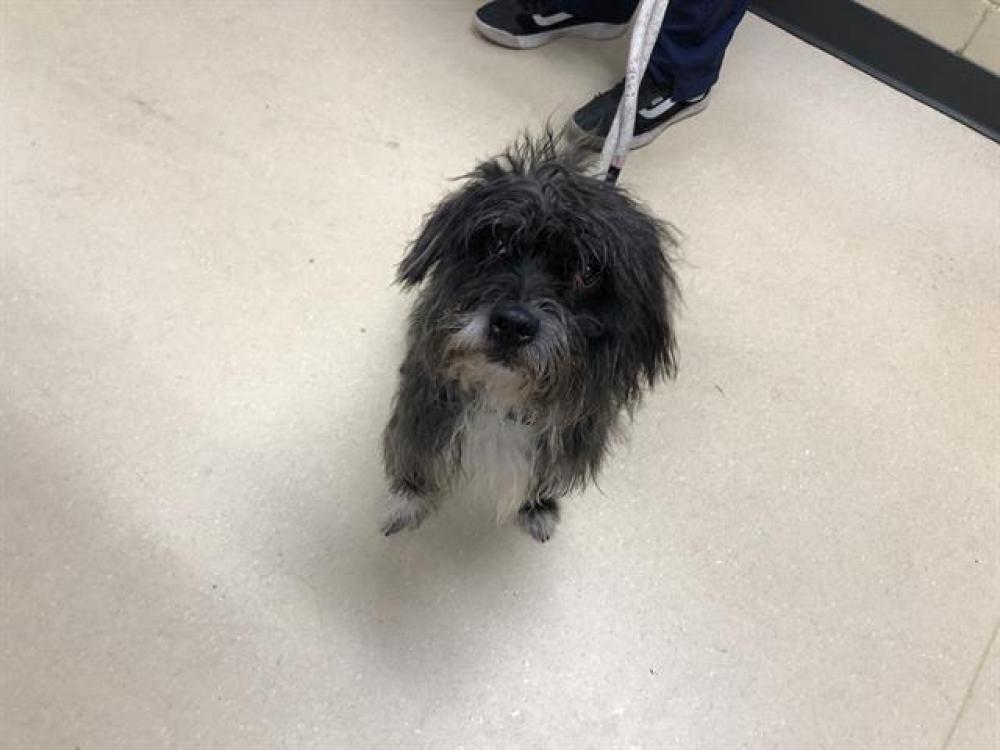 Shelter Stray Male Dog last seen Near BLOCK N 11TH ST, West Milwaukee, WI 53215