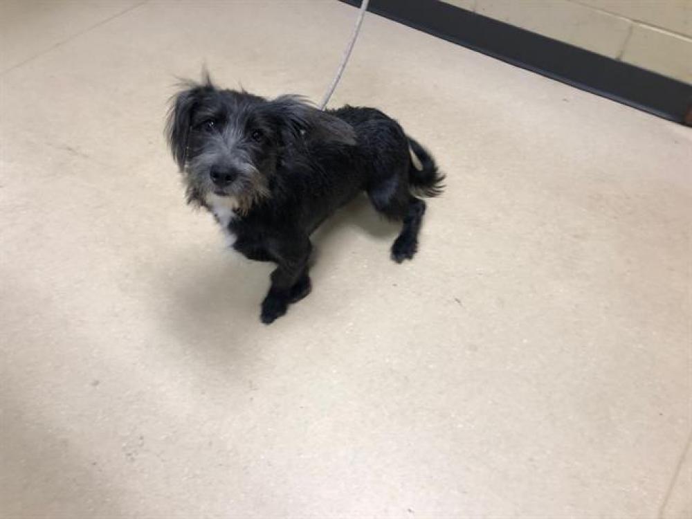 Shelter Stray Male Dog last seen Near BLOCK W SILVER SPRING DR, West Milwaukee, WI 53215