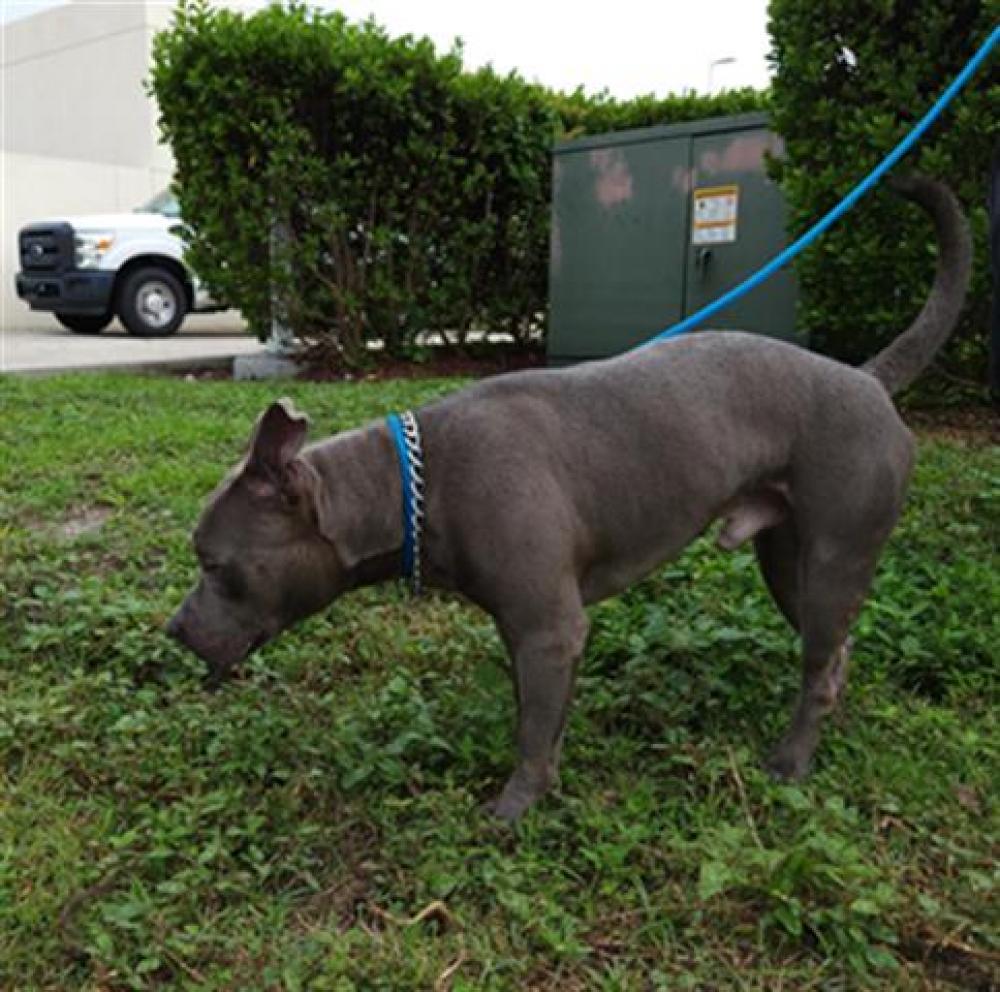 Shelter Stray Male Dog last seen Near BLOCK NW 39 AV, COCONUT CREEK FL 33073, Davie, FL 33312