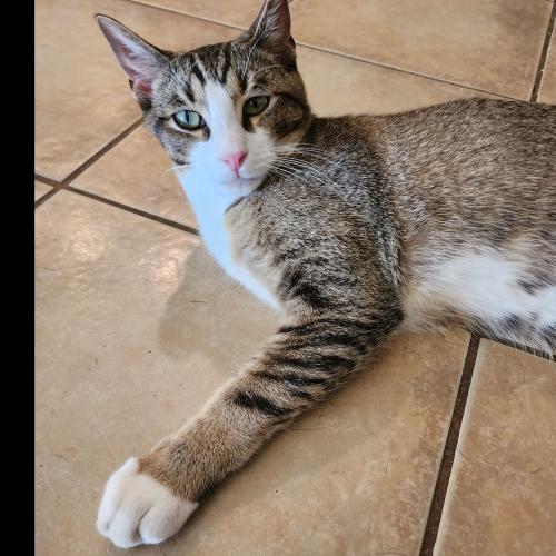 Lost Male Cat last seen Terracita neighborhood , Maricopa, AZ 85138