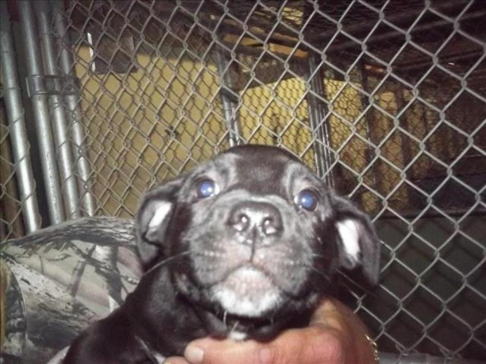 Shelter Stray Female Dog last seen Near BLOCK SILICZ AVE, LAKE ISABELLA CA 93240, Lake Isabella, CA 93240