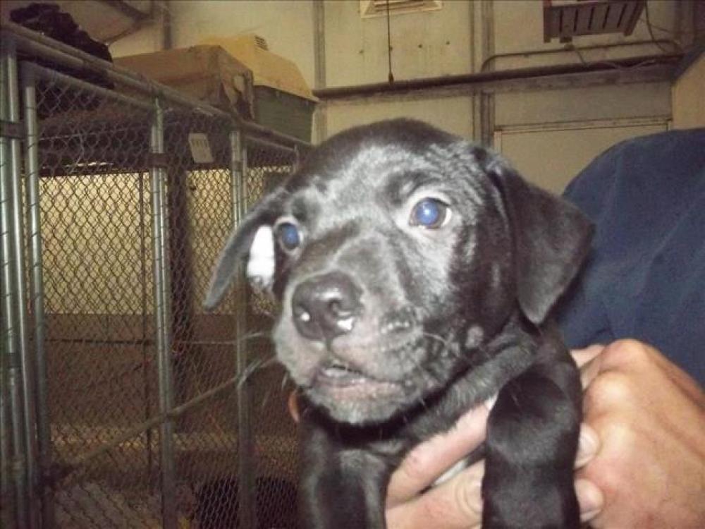 Shelter Stray Male Dog last seen Near BLOCK SILICZ AVE, LAKE ISABELLA CA 93240, Lake Isabella, CA 93240