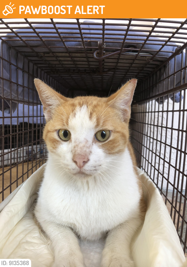 Found/Stray Male Cat last seen Tam o Shanter Blvd, North Lauderdale, FL 33068