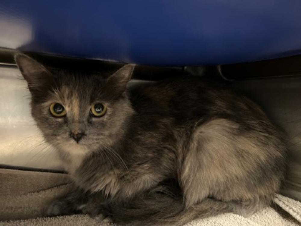 Shelter Stray Female Cat last seen Seattle, WA 98126, Seattle, WA 98119