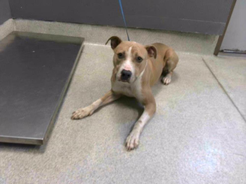 Shelter Stray Male Dog last seen Near BLOCK WIGGINGTON RD, TALLAHASSEE FL 32303, Tallahassee, FL 32311
