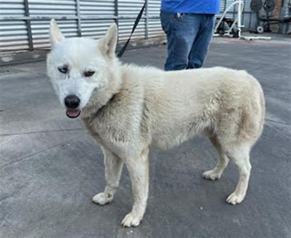 Shelter Stray Male Dog last seen PACK SADDLE PASS AND JONES ROAD, Austin, TX 78702
