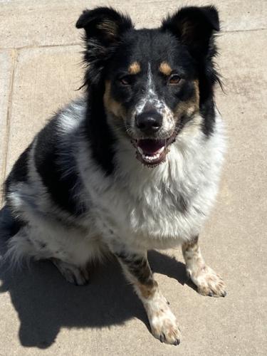 Found/Stray Female Dog last seen 59th Avenue and Greenway, Glendale, AZ 85306