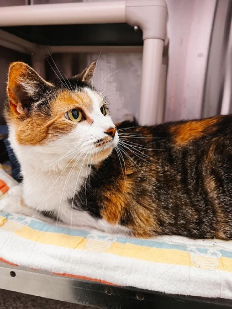 Shelter Stray Female Cat last seen Baltimore, MD 21225, Baltimore, MD 21230