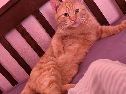 Lost Male Cat last seen Pamplona St and Soria Ave , Albuquerque, NM 87114