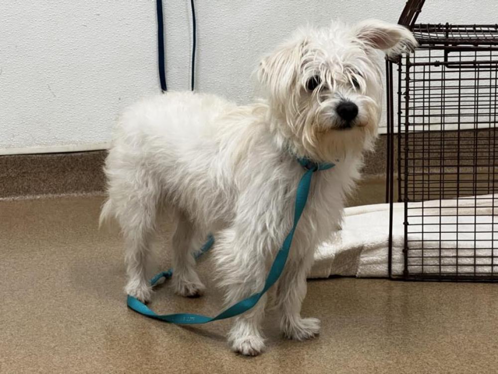 Shelter Stray Male Dog last seen FOOTHILL/REX RD, Hayward, CA 94544
