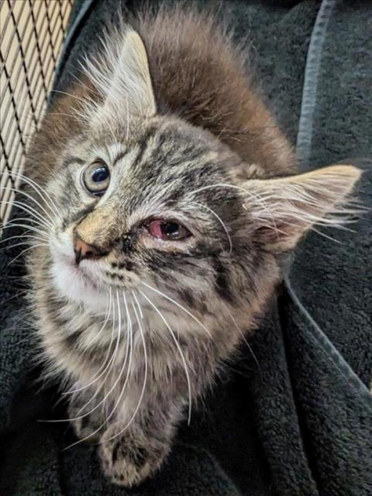 Shelter Stray Male Cat last seen WEEKES PARK, Hayward, CA 94544