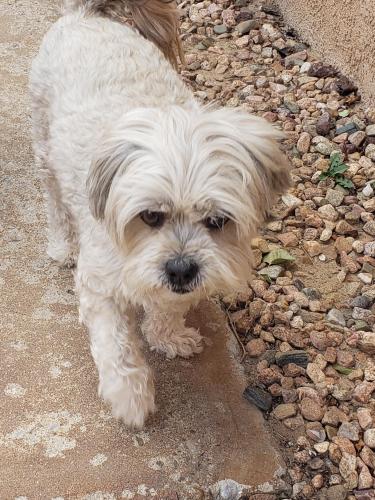 Found/Stray Female Dog last seen South of Central and Unser, Albuquerque, NM 87121