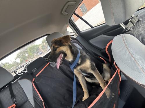 Found/Stray Female Dog last seen Marble ave nw, Albuquerque, NM 87104