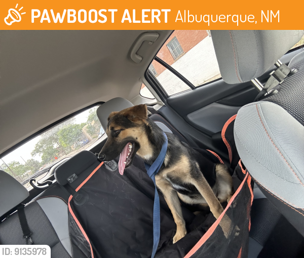 Found/Stray Female Dog last seen Marble ave nw, Albuquerque, NM 87104