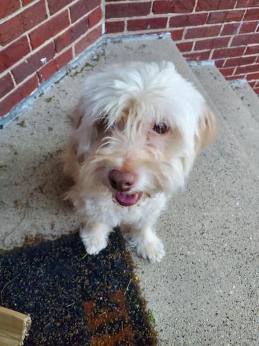Found/Stray Unknown Dog last seen Central and north avenue , Chicago, IL 60639
