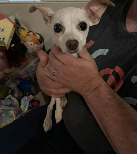 Found/Stray Female Dog last seen 120th Avenue/ Coldwater Ranch , Peoria, AZ 85383