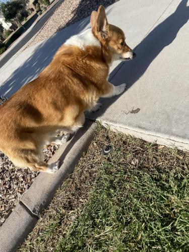 Found/Stray Unknown Dog last seen Higley and Brown - copper crest , Mesa, AZ 85205