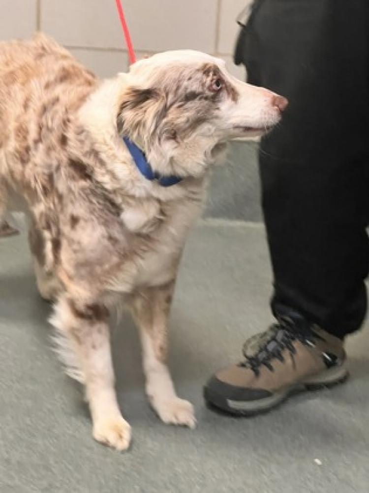 Shelter Stray Unknown Dog last seen Alexandria, VA, 22306, Convair Drive, Fairfax County, VA, Fairfax, VA 22032