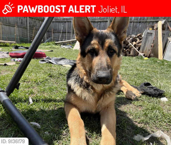Lost Male Dog last seen Joliet supermarket , Joliet, IL 60432