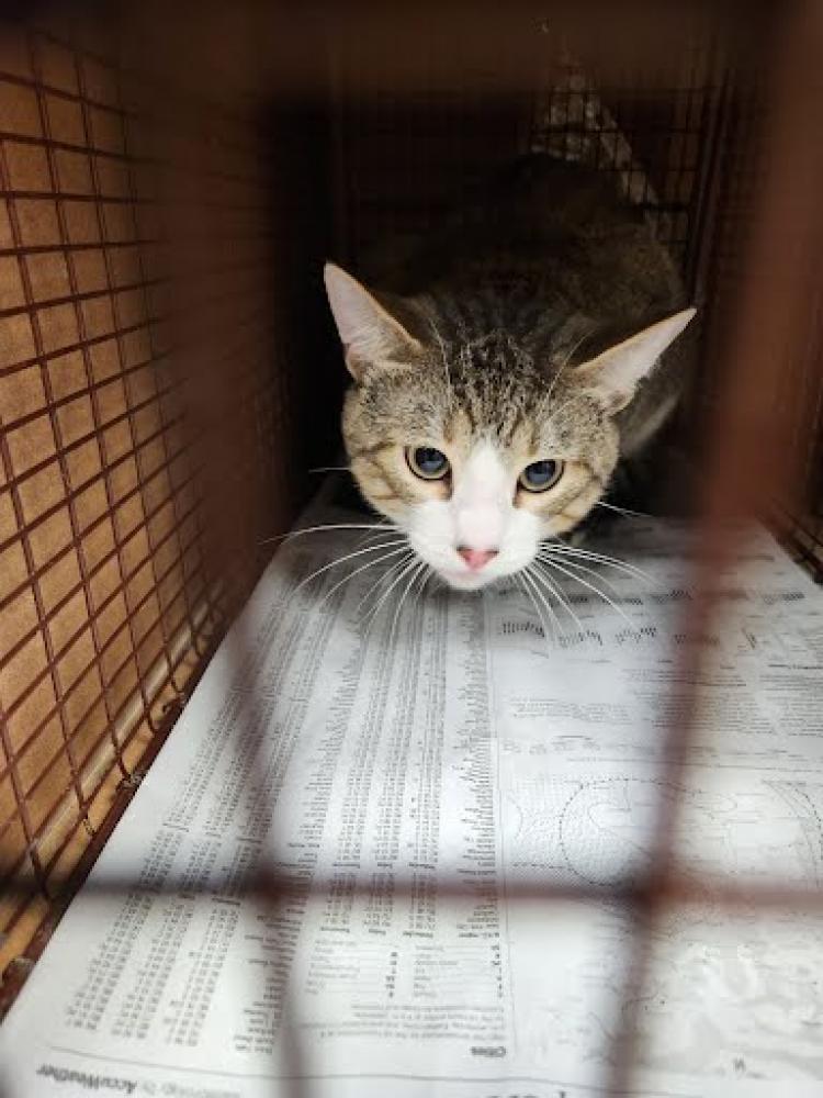 Shelter Stray Male Cat last seen Near BLOCK NEW MIESTER LN, Austin, TX 78702