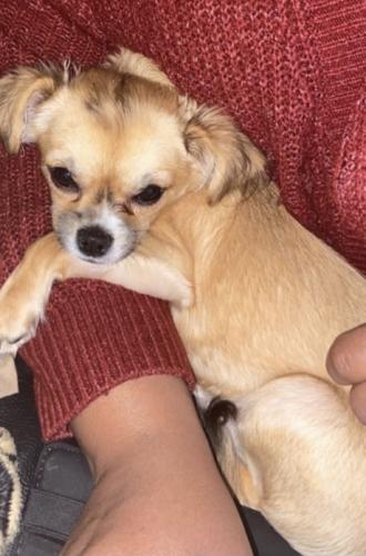 Lost Male Dog last seen Stags Leap Ct Severn Md, Severn, MD 21144