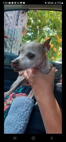 Found/Stray Female Dog last seen 98&gibson, Albuquerque, NM 87121