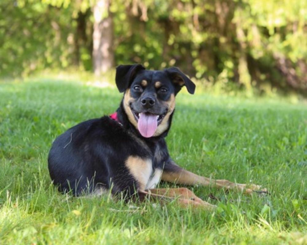 Shelter Stray Female Dog last seen Parma, OH , Parma, OH 44134