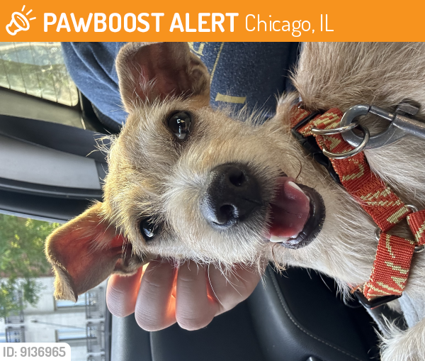Found/Stray Female Dog last seen Douglass Park, Chicago, IL 60608