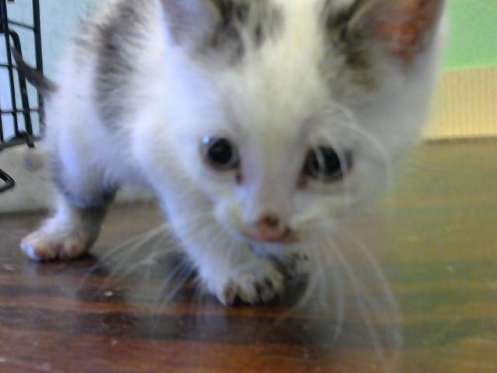 Shelter Stray Male Cat last seen Near BLOCK KELSO CT - 4 HOURS, Murfreesboro, TN 37129