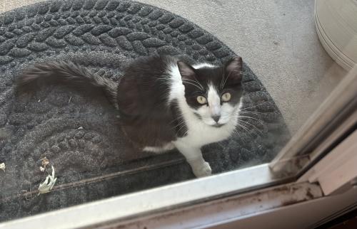 Found/Stray Female Cat last seen Indian School and Juan Tabo, Albuquerque, NM 87102