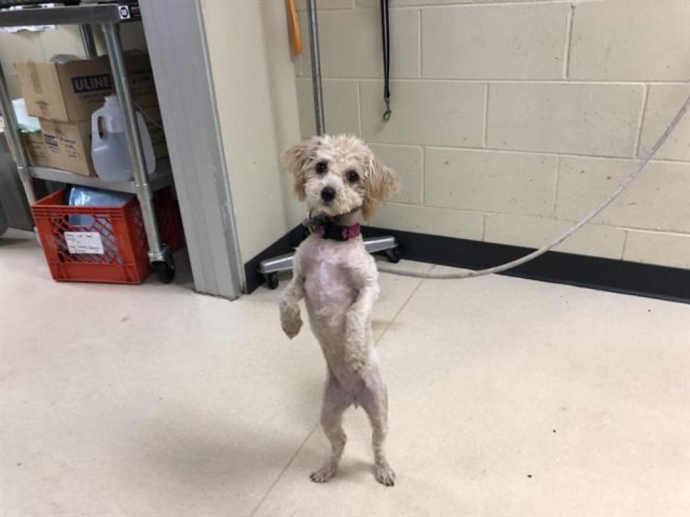 Shelter Stray Female Dog last seen Near BLOCK W DONNA DR, West Milwaukee, WI 53215