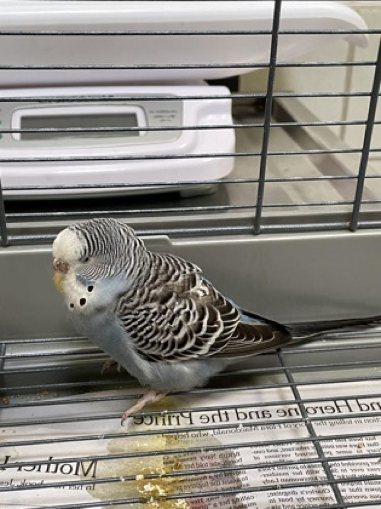 Shelter Stray Unknown Parakeet (budgie) last seen Fairfax County, VA 22079, Fairfax, VA 22032