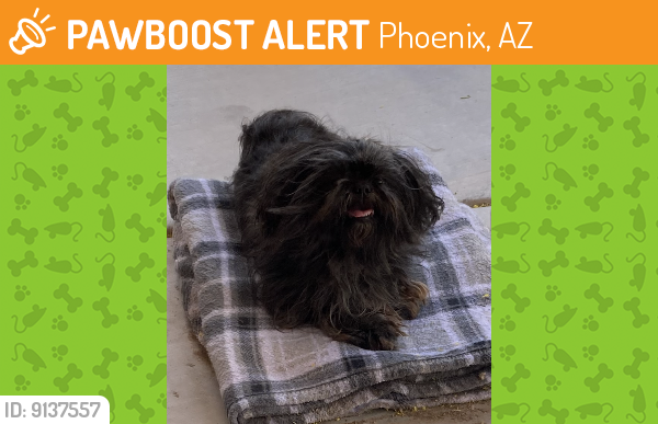 Found/Stray Female Dog last seen Laveen Village, Phoenix, AZ 85041