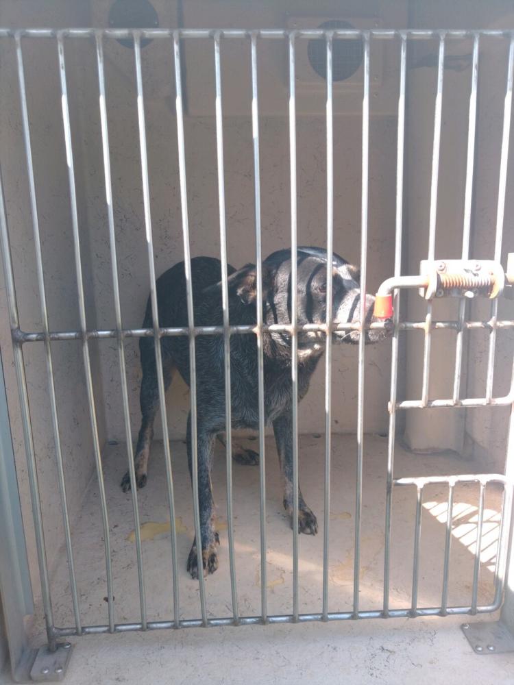 Shelter Stray Female Dog last seen Near Elias G Road, LAFAYETTE, LA, 70506, Lafayette, LA 70507