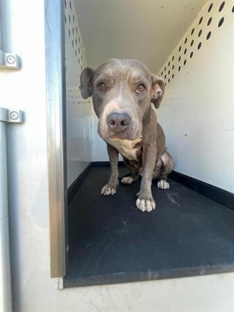 Shelter Stray Female Dog last seen Near BLK NINA ST, BAKERSFIELD CA, Bakersfield, CA 93307