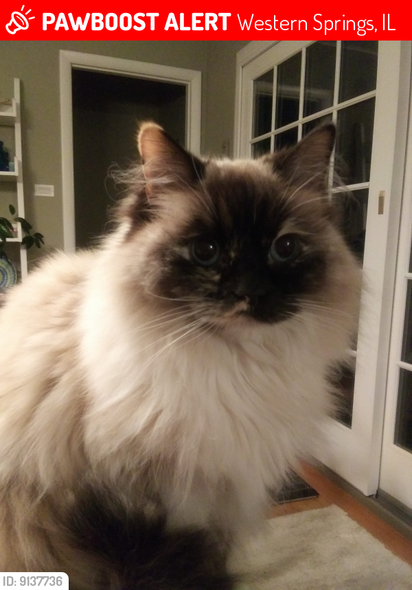 Lost Female Cat last seen Wolf Rd and 55th street, Western Springs, IL 60558