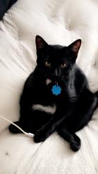Reunited Male Cat last seen Oralabor rd, deleware ave, ankeny blvd, Ankeny, IA 50021