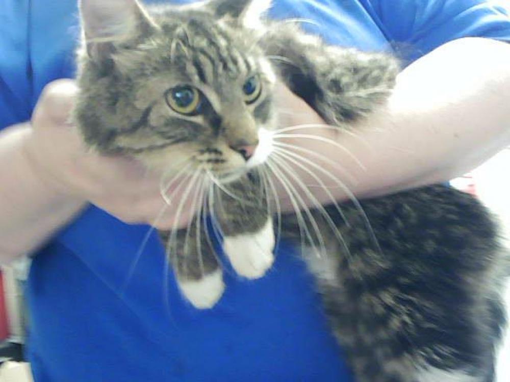 Shelter Stray Female Cat last seen Near BLOCK SHADE TREE DR, FAYETTEVILLE NC 28306, Fayetteville, NC 28306