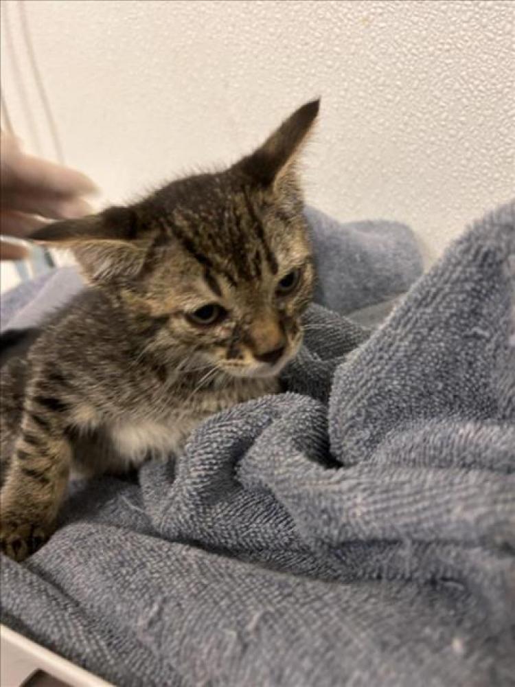 Shelter Stray Male Cat last seen ARROWHEAD, Hayward, CA 94544