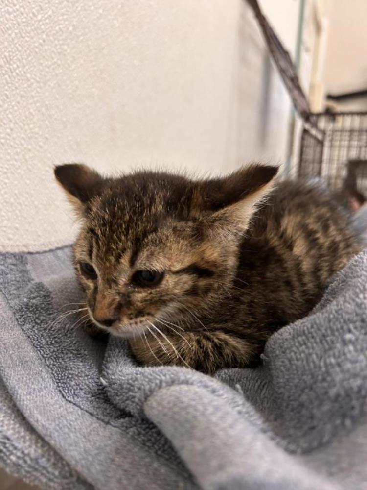Shelter Stray Male Cat last seen ARROWHEAD, Hayward, CA 94544