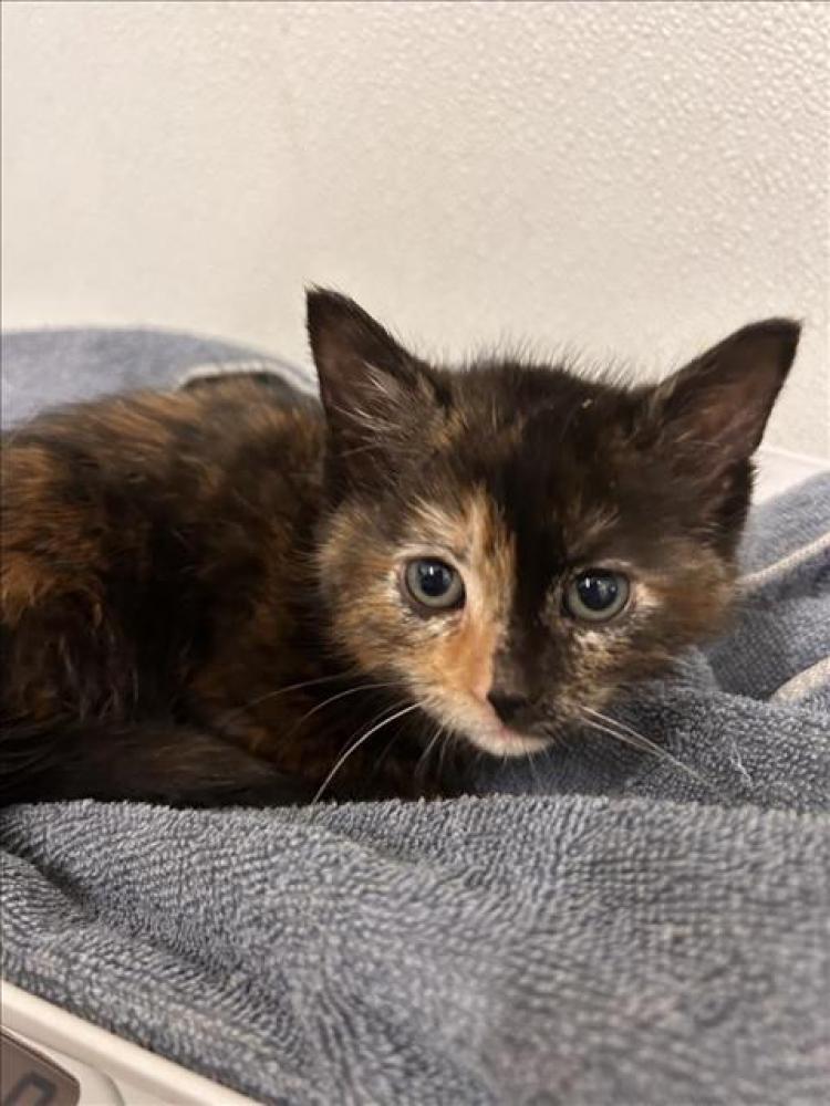 Shelter Stray Female Cat last seen ARROWHEAD, Hayward, CA 94544