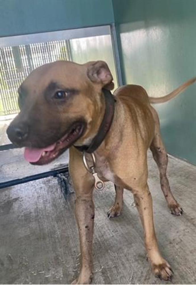 Shelter Stray Male Dog last seen Near BLOCK NE 8 ST, POMPANO BEACH FL 33060, Davie, FL 33312