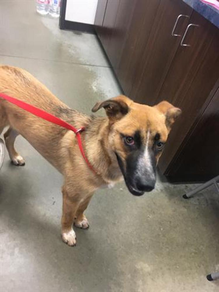 Shelter Stray Male Dog last seen Near BLK OREGON ST, BAKERSFIELD, CA, Bakersfield, CA 93307